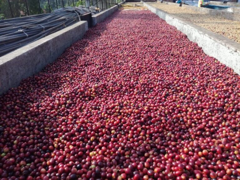 16-Hoysala-Farm-Fruit-Bean-Air-Drying-Trays-1024x768