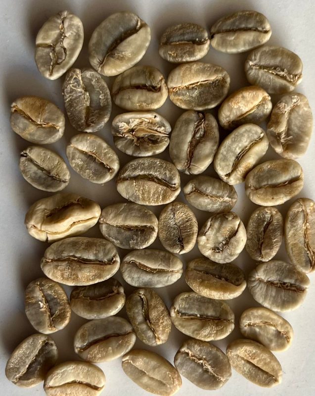 Arabica Plantation Manufacturer in India